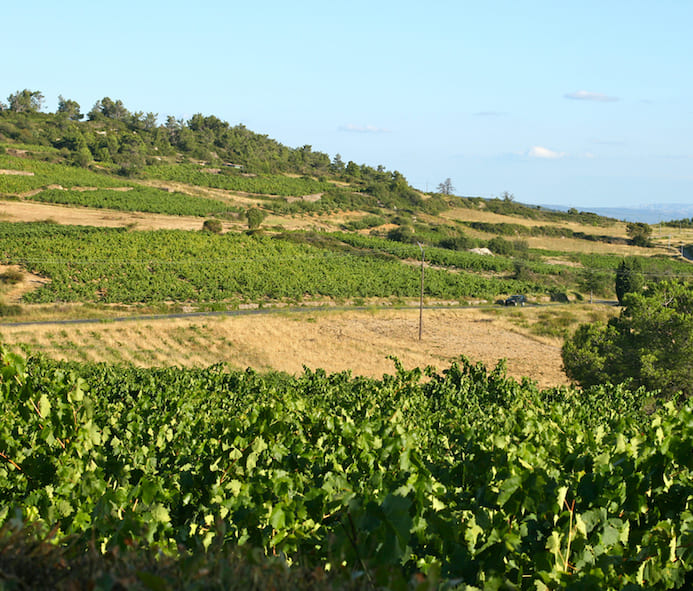 vignoble du Minervois