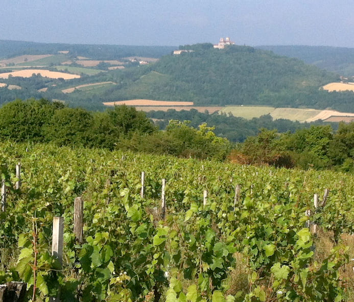 vignes