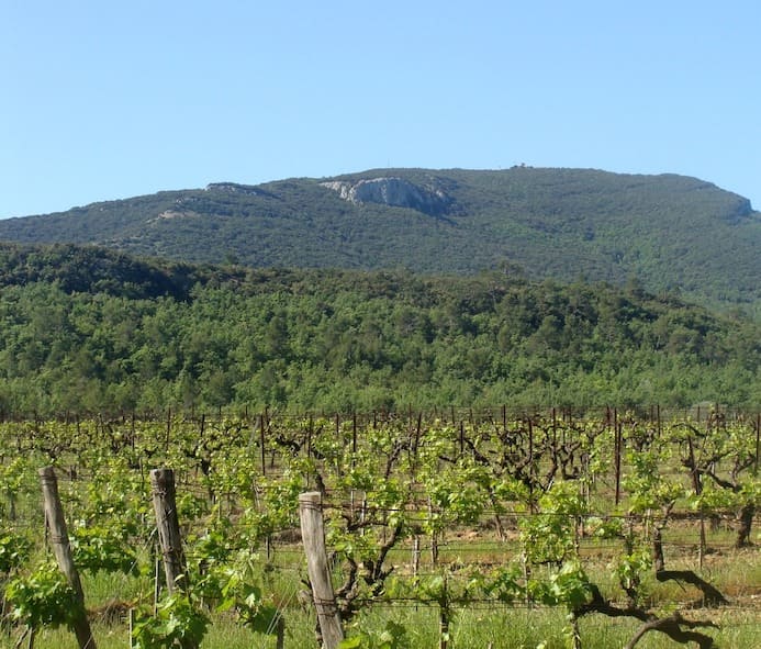 plants de vigne