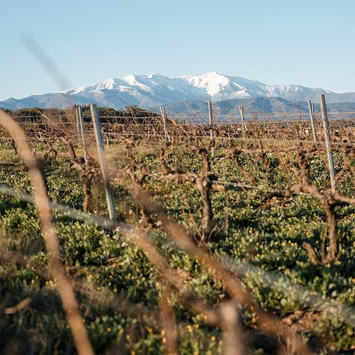 vignes Roussillon